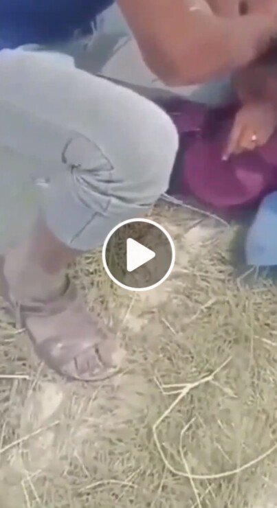 Balu de Balu De Viral Video । বালু দে বালু দে ভাইরাল ভিডিও